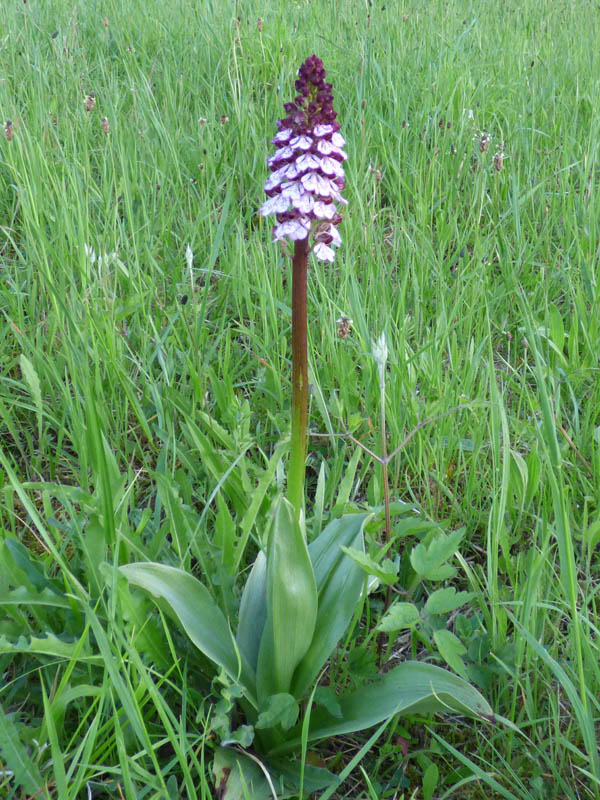 Orchis purpurea